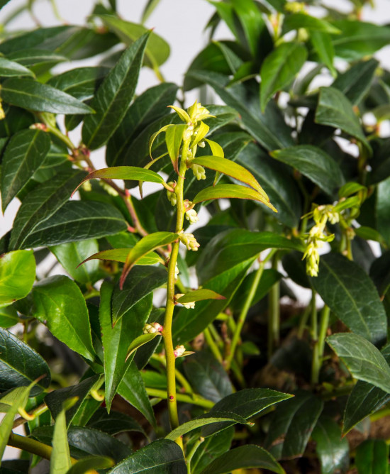 Leukothoe, Leucothoe keiskei Royal Ruby, velikost kontejneru 2.5 l-19556