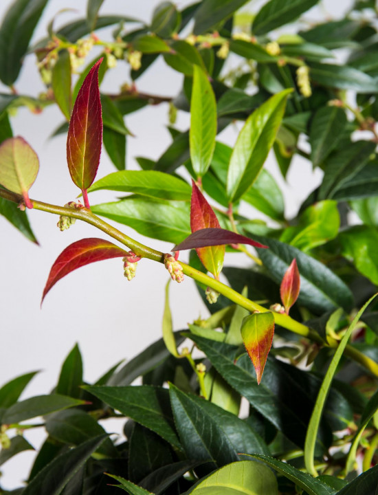 Leukothoe, Leucothoe keiskei Royal Ruby, velikost kontejneru 2.5 l-19557