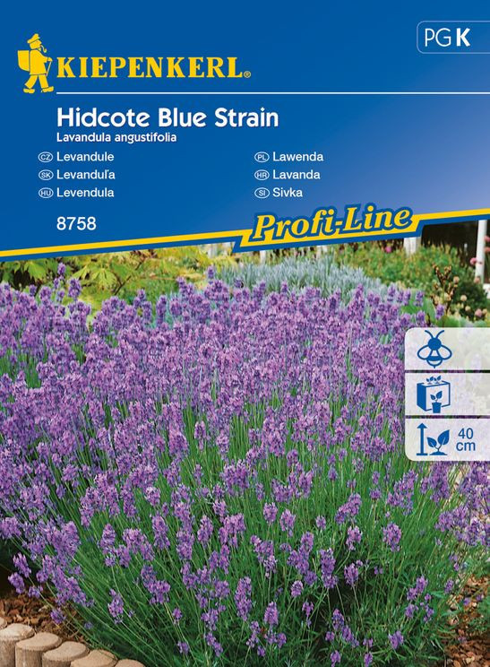 Levandule lékařská Hidcote Blue Strain, Kiepenkerl, semínka