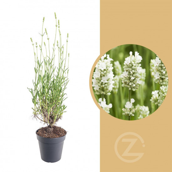 Levandule lekařská, Lavandula angustifolia Alba, bílá, průměr květináče 13 cm