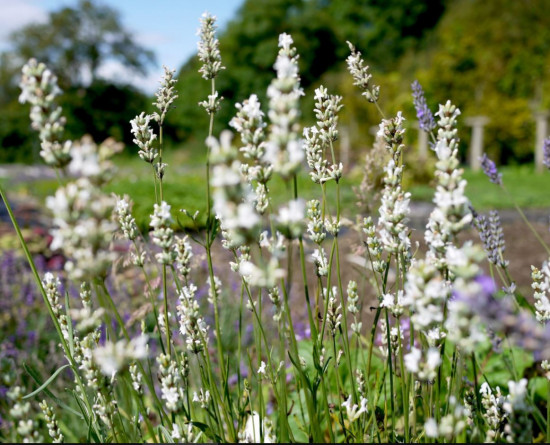 Levandule lekařská, Lavandula angustifolia Alba, bílá, průměr květináče 13 cm-10606