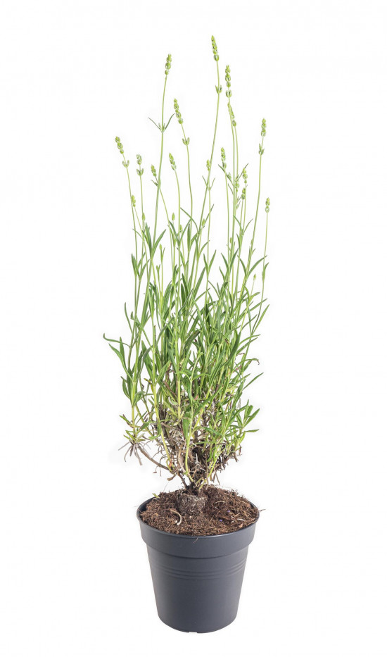 Levandule lekařská, Lavandula angustifolia Alba, bílá, průměr květináče 13 cm-10607