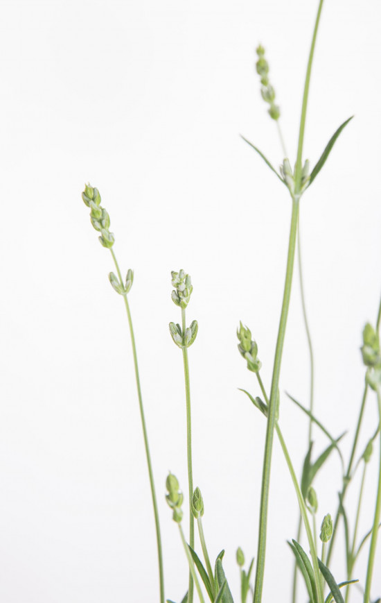 Levandule lekařská, Lavandula angustifolia Alba, bílá, průměr květináče 13 cm-10608