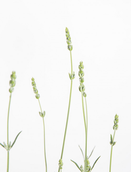 Levandule lekařská, Lavandula angustifolia Alba, bílá, průměr květináče 13 cm-10609