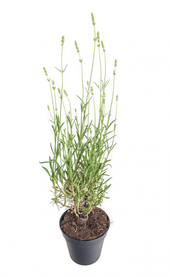 Levandule lekařská, Lavandula angustifolia Alba, bílá, průměr květináče 13 cm-10610