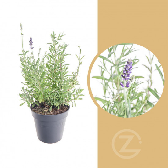 Levandule lekařská, Lavandula angustifolia Aromatico, průměr květináče 11 cm
