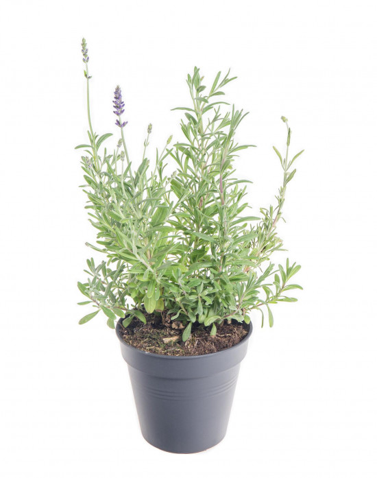 Levandule lekařská, Lavandula angustifolia Aromatico, průměr květináče 11 cm-10206