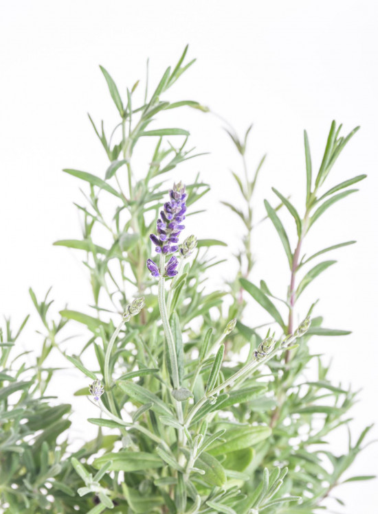 Levandule lekařská, Lavandula angustifolia Aromatico, průměr květináče 11 cm-10207