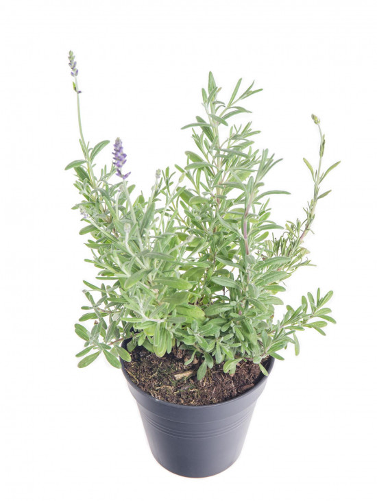 Levandule lekařská, Lavandula angustifolia Aromatico, průměr květináče 11 cm-10208