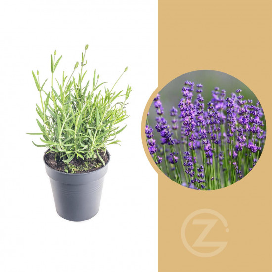 Levandule lekařská, Lavandula angustifolia Felice, průměr květináče 10.5 cm