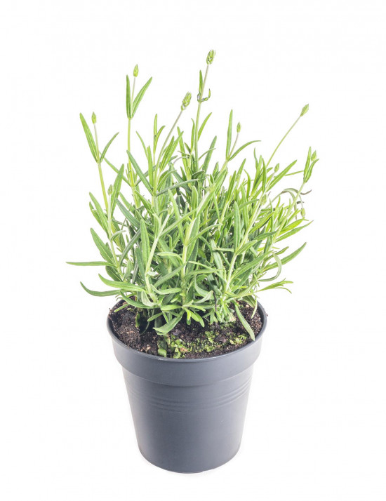 Levandule lekařská, Lavandula angustifolia Felice, průměr květináče 10.5 cm-10159