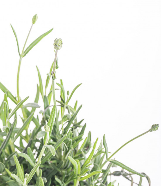 Levandule lekařská, Lavandula angustifolia Felice, průměr květináče 10.5 cm-10160
