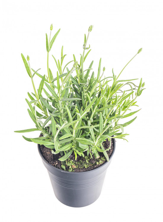 Levandule lekařská, Lavandula angustifolia Felice, průměr květináče 10.5 cm-10161