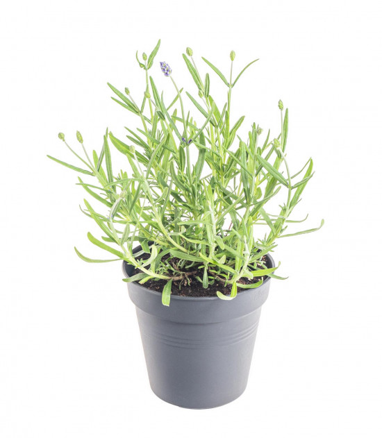Levandule lekařská, Lavandula angustifolia Felice, průměr květináče 12 cm-10240