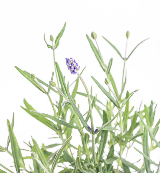 Levandule lekařská, Lavandula angustifolia Felice, průměr květináče 12 cm-10241