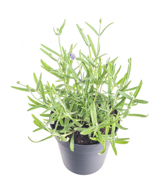 Levandule lekařská, Lavandula angustifolia Felice, průměr květináče 12 cm-10242