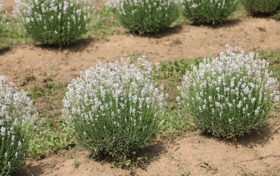 Levandule lekařská, Lavandula angustifolia Felice White, velikost kontejneru 1.5 l