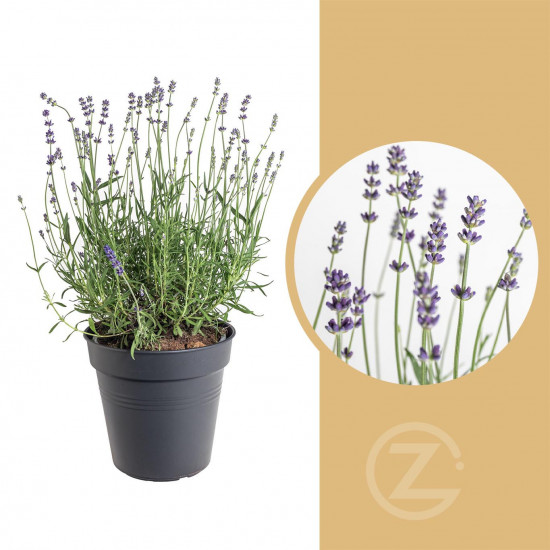 Levandule lékařská, Lavandula angustifolia Hidcote Blue Strain, velikost kontejneru 3 l