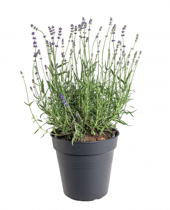 Levandule lékařská, Lavandula angustifolia Hidcote Blue Strain, velikost kontejneru 3 l-19607