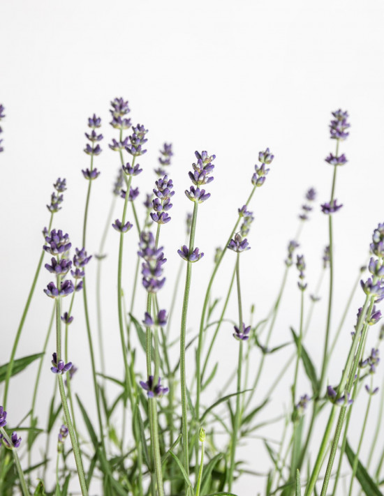 Levandule lékařská, Lavandula angustifolia Hidcote Blue Strain, velikost kontejneru 3 l-19608