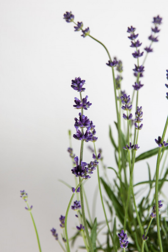 Levandule lékařská, Lavandula angustifolia Hidcote Blue Strain, velikost kontejneru 3 l-19609