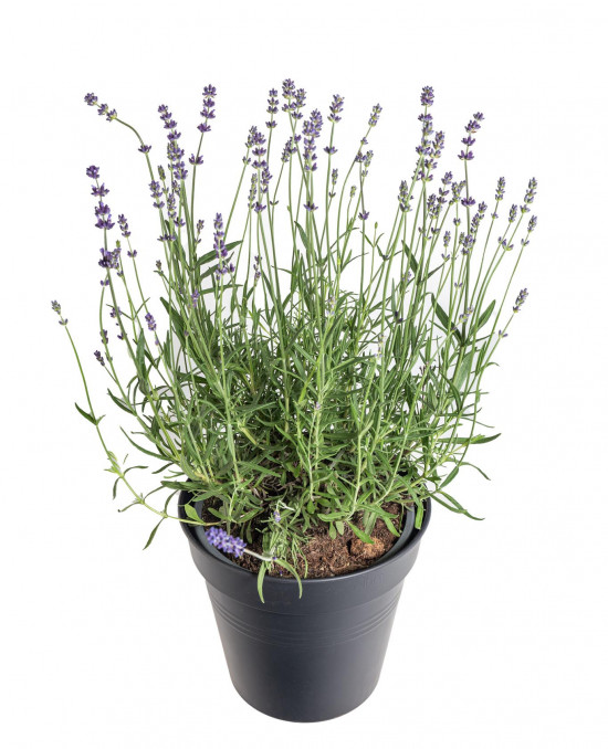 Levandule lékařská, Lavandula angustifolia Hidcote Blue Strain, velikost kontejneru 3 l-19610
