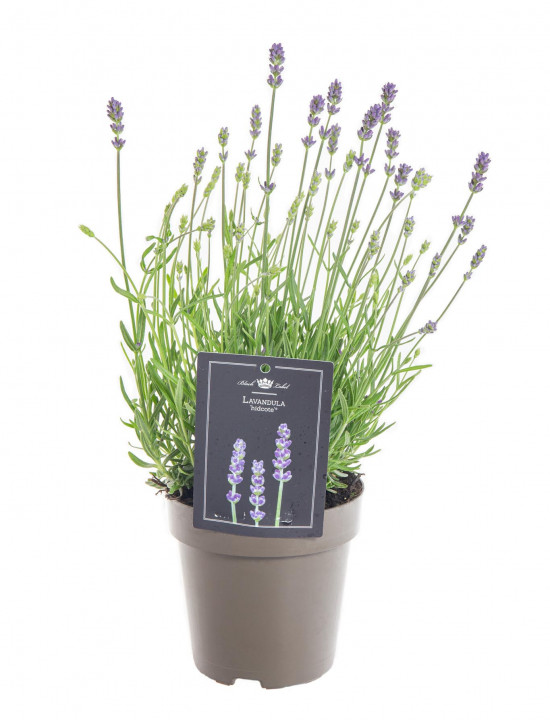 Levandule lekařská, Lavandula angustifolia Hidcote, průměr květináče 12 cm-10403
