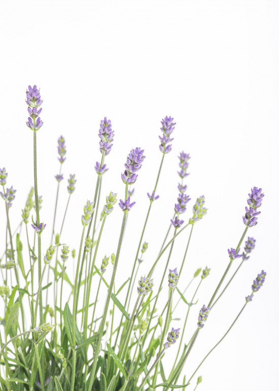 Levandule lekařská, Lavandula angustifolia Hidcote, průměr květináče 12 cm-10404