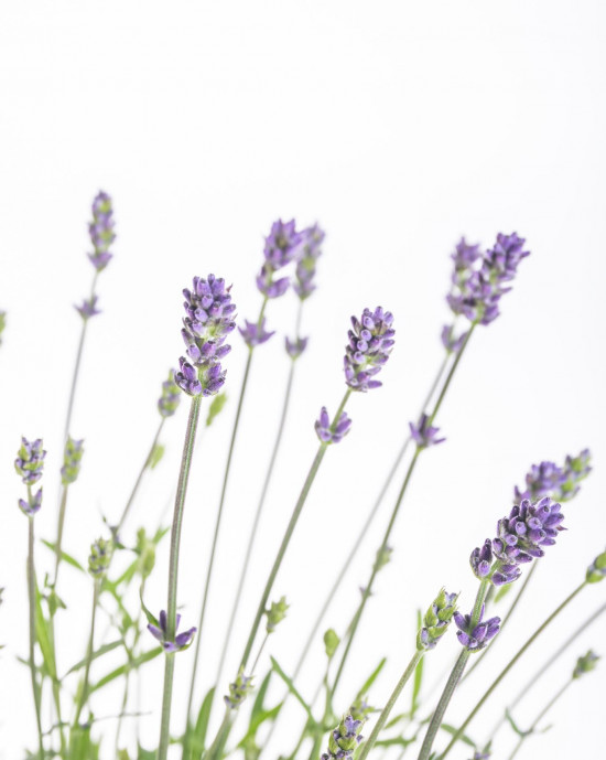 Levandule lekařská, Lavandula angustifolia Hidcote, průměr květináče 12 cm-10405