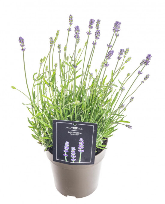 Levandule lekařská, Lavandula angustifolia Hidcote, průměr květináče 12 cm-10406