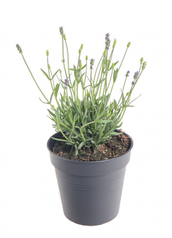 Levandule lekařská, Lavandula angustifolia Hidcote, průměr květináče 13 - 14 cm-10201