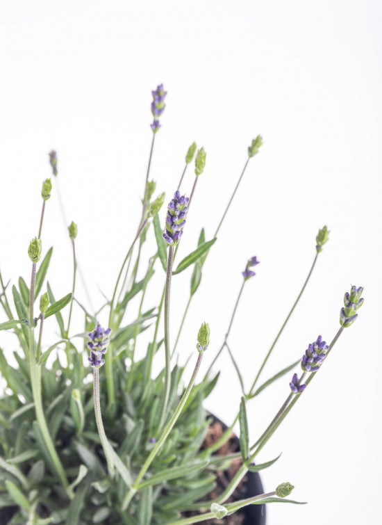 Levandule lekařská, Lavandula angustifolia Hidcote, průměr květináče 13 - 14 cm-10202