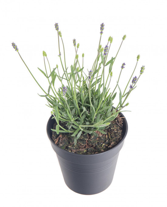 Levandule lekařská, Lavandula angustifolia Hidcote, průměr květináče 13 - 14 cm-10203