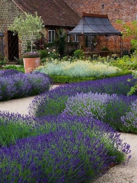 Levandule lekařská, Lavandula angustifolia Hidcote, průměr květináče 13 - 14 cm-10204