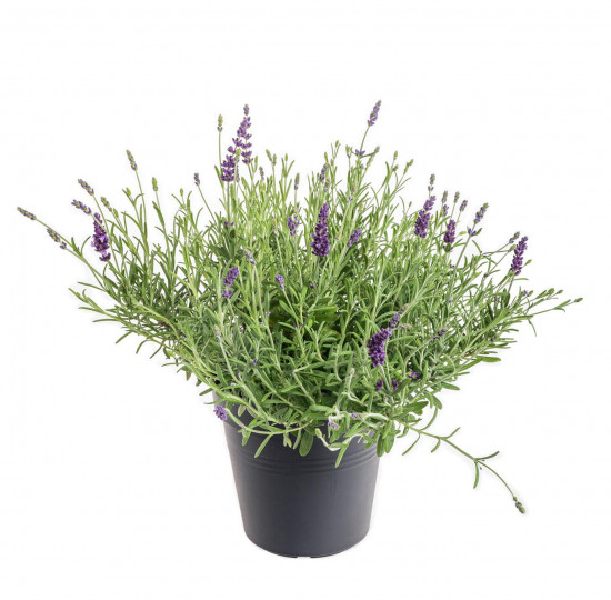 Levandule lekařská, Lavandula angustifolia Hidcote, průměr květináče 18 cm
