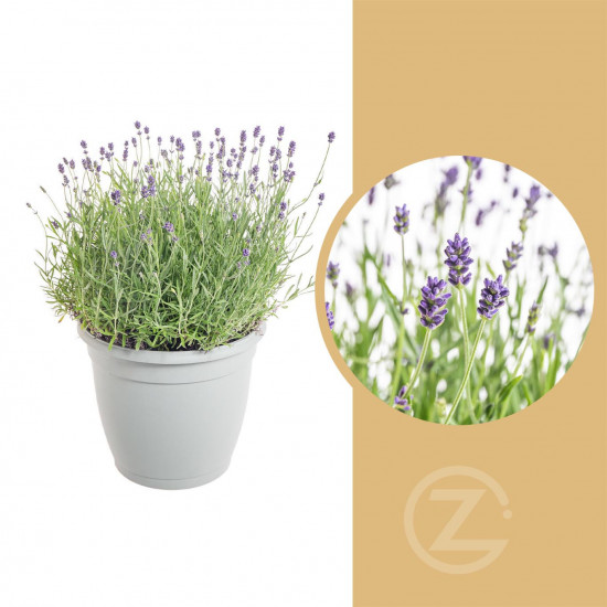 Levandule lekařská, Lavandula angustifolia Hidcote, průměr květináče 25 cm