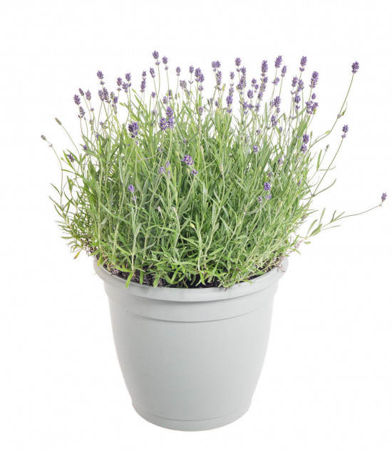 Levandule lekařská, Lavandula angustifolia Hidcote, průměr květináče 25 cm-10234