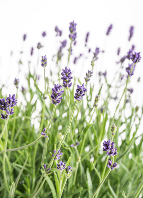 Levandule lekařská, Lavandula angustifolia Hidcote, průměr květináče 25 cm-10235
