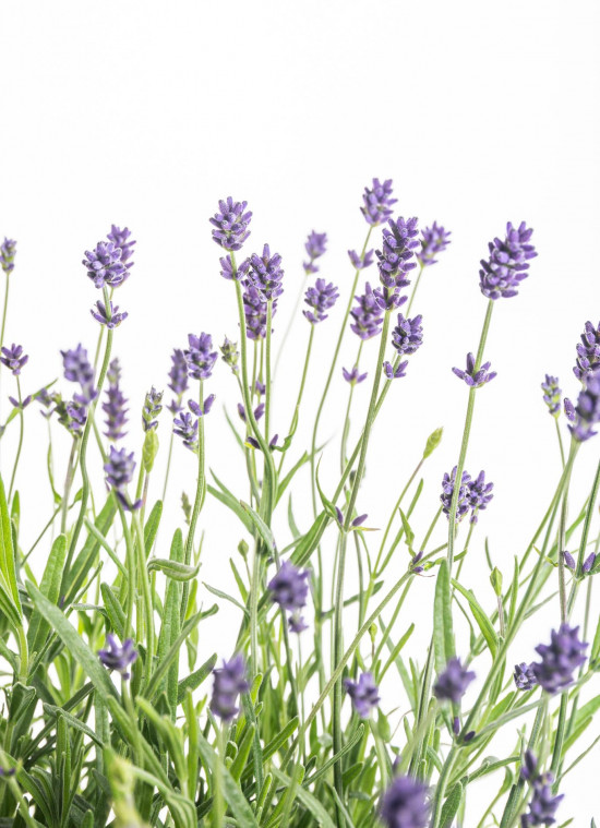 Levandule lekařská, Lavandula angustifolia Hidcote, průměr květináče 25 cm-10236