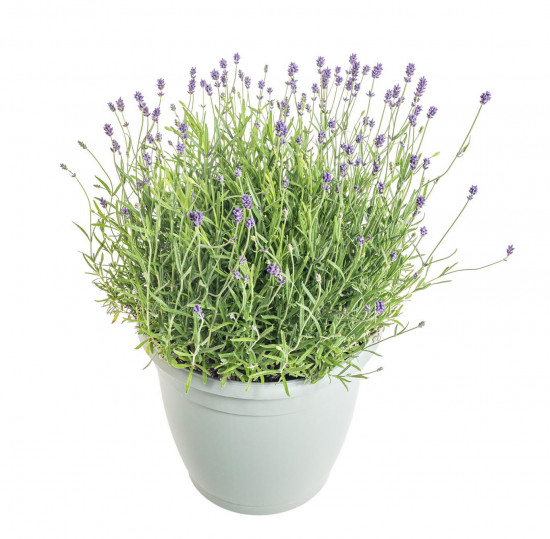 Levandule lekařská, Lavandula angustifolia Hidcote, průměr květináče 25 cm-10237