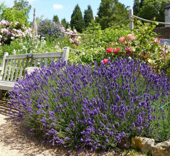 Levandule lekařská, Lavandula angustifolia Hidcote, průměr květináče 25 cm-10238