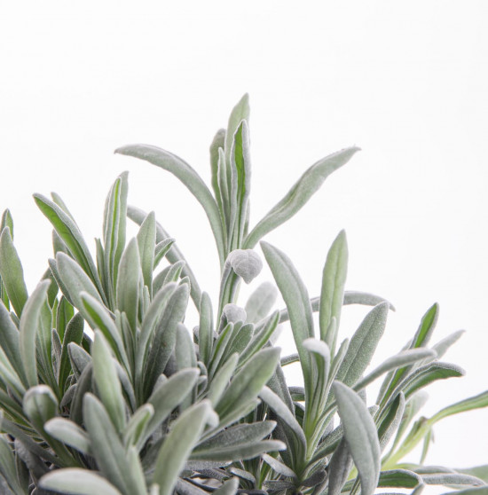 Levandule lékařská, Lavandula angustifolia, v květináči-8127