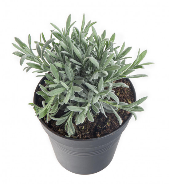 Levandule lékařská, Lavandula angustifolia, v květináči-8128