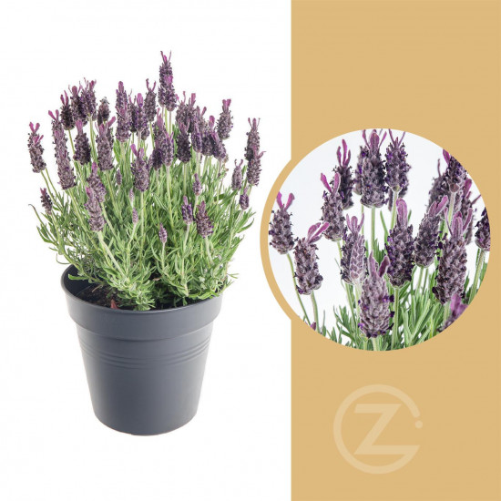Levandule smilovitá, Lavandula stoechas Anouk, průměr květináče 17 cm