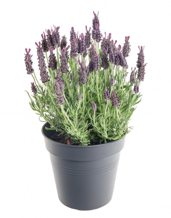 Levandule smilovitá, Lavandula stoechas Anouk, průměr květináče 17 cm-10224