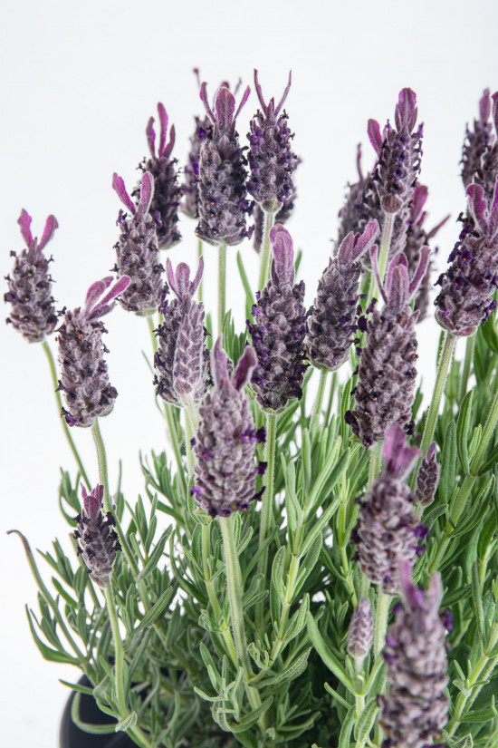 Levandule smilovitá, Lavandula stoechas Anouk, průměr květináče 17 cm-10225