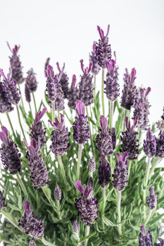 Levandule smilovitá, Lavandula stoechas Anouk, průměr květináče 17 cm-10226