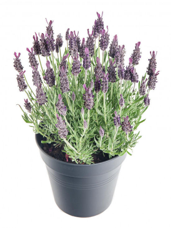 Levandule smilovitá, Lavandula stoechas Anouk, průměr květináče 17 cm-10227