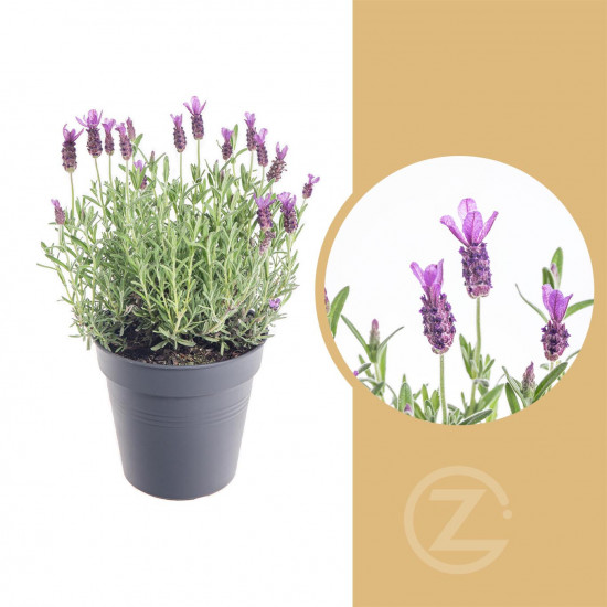 Levandule smilovitá, Lavandula stoechas Anouk, velikost kontejneru 1.5 l