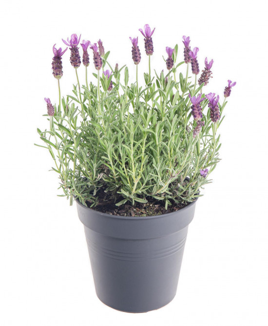 Levandule smilovitá, Lavandula stoechas Anouk, velikost kontejneru 1.5 l-10218